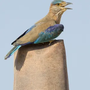 Indian Roller Print, Qurayyat Scene Indian Roller Print, Qurayyat Scene