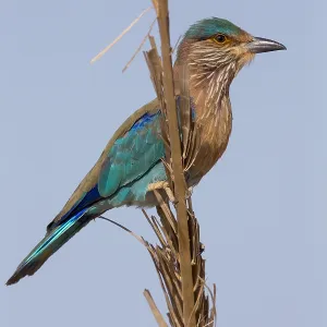 Indian Roller Print, Qurayyat Scene Indian Roller Print, Qurayyat Scene