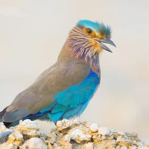 Indian Roller Print, Standing on a Post in Oman Indian Roller Print, Standing on a Post in Oman