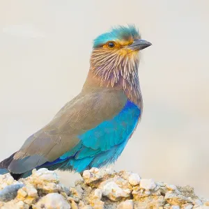 Indian Roller Print, Qurayyat Scene Indian Roller Print, Qurayyat Scene