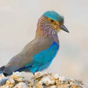 Indian Roller Print, Standing on a Post in Oman Indian Roller Print, Standing on a Post in Oman