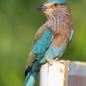 Indian Roller Print - Standing Bird on Post in Oman Indian Roller Print - Standing Bird on Post in Oman