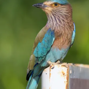 Indian Roller Print, Standing on a Post in Oman Indian Roller Print, Standing on a Post in Oman