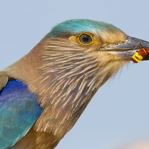 Indian Roller Print, Closeup with Caught Wasp Indian Roller Print, Closeup with Caught Wasp