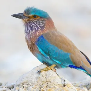 Indian Roller Print, Qurayyat Landscape Indian Roller Print, Qurayyat Landscape