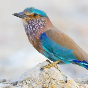 Indian Roller Print, Standing on a stone in Oman Indian Roller Print, Standing on a stone in Oman
