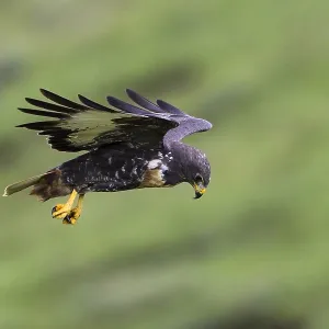 Jackal Buzzard, Buteo rufofuscus Jackal Buzzard, Buteo rufofuscus