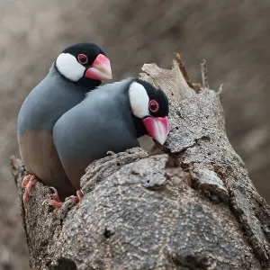 Java Sparrow Print: Two Birds on a Tree Trunk Java Sparrow Print: Two Birds on a Tree Trunk