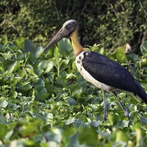 Javaanse Maraboe Print, a photograph of the Lesser Adjutant bird species