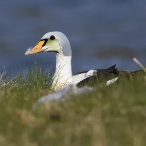 King Eider Print, immature male sitting on the grass King Eider Print, immature male sitting on the grass