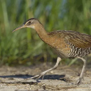 King Rail Print: Adult Rallus elegans in Galveston County, Texas Swamp King Rail Print: Adult Rallus elegans in Galveston County, Texas Swamp