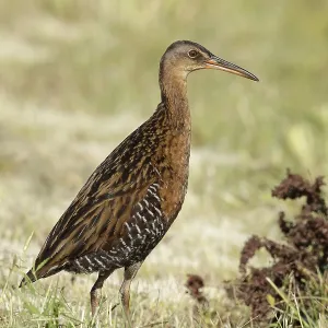 King Rail Print, Adult Standing in Texas Grassland King Rail Print, Adult Standing in Texas Grassland