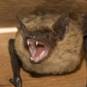 Laatvlieger, Serotine Bat Print Laatvlieger, Serotine Bat Print