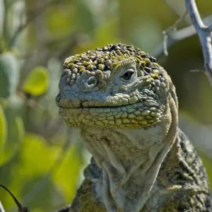 Land-Iguana Land-Iguana