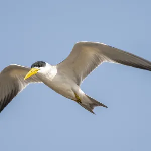 Großschnabel-Tern, Phaetusa simplex Großschnabel-Tern, Phaetusa simplex