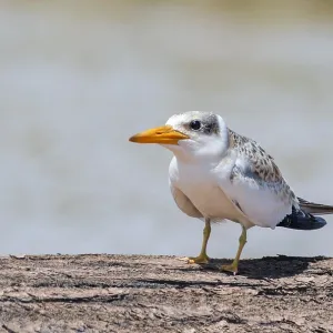 Großschnabel-Tern (Phaetusa simplex) Großschnabel-Tern (Phaetusa simplex)