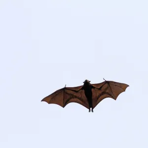 Große Bartfledermaus