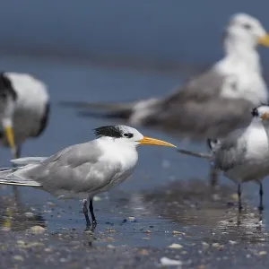 Lesser Crested Tern Print - Liwa Beach, Oman Lesser Crested Tern Print - Liwa Beach, Oman