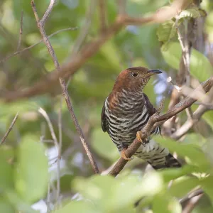 Cuculo minore, Cuculus poliocephalus. Cuculo minore, Cuculus poliocephalus.