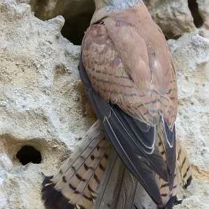 Lesser Kestrel Print, Italy Lesser Kestrel Print, Italy