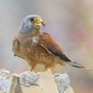 Lesser Kestrel Print, Matera Italy Lesser Kestrel Print, Matera Italy