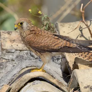 Lesser Kestrel Print, Female Adult, Matera Italy Lesser Kestrel Print, Female Adult, Matera Italy
