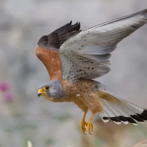 Lesser Kestrel Print, a photograph of Falco naumanni in flight Lesser Kestrel Print, a photograph of Falco naumanni in flight