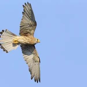 Lesser Kestrel in Flight Print Lesser Kestrel in Flight Print