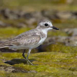 Kleiner Sandstrandläufer Kleiner Sandstrandläufer