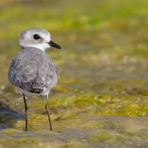 Kleiner Sandstrandläufer Kleiner Sandstrandläufer