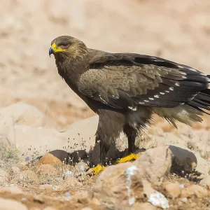 Lesser Spotted Eagle Print - Juvenile Standing on Ground Lesser Spotted Eagle Print - Juvenile Standing on Ground