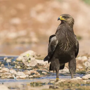 Lesser Spotted Eagle Print, juvenile standing in a creek bed Lesser Spotted Eagle Print, juvenile standing in a creek bed