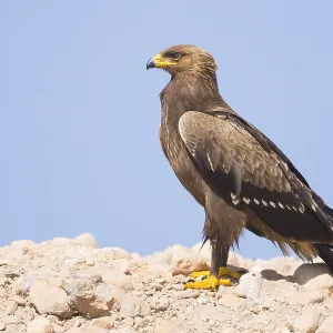 Lesser Spotted Eagle Print: Juvenile Standing on Ground Lesser Spotted Eagle Print: Juvenile Standing on Ground
