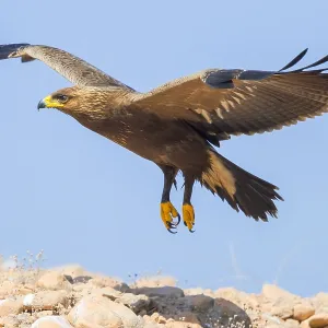 Lesser Spotted Eagle Print: Juvenile in Flight Lesser Spotted Eagle Print: Juvenile in Flight