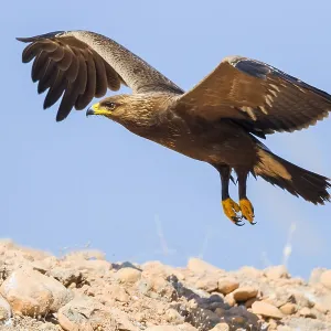 Lesser Spotted Eagle Print - Juvenile in Flight Lesser Spotted Eagle Print - Juvenile in Flight