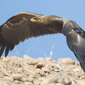 Lesser Spotted Eagle Print - Juvenile in Flight Lesser Spotted Eagle Print - Juvenile in Flight
