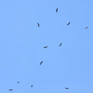Lesser Spotted Eagle Print - Aquila pomarina Lesser Spotted Eagle Print - Aquila pomarina