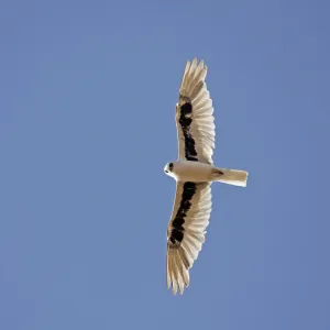 Schleifschwalbenkauz, Elanus scriptus. Schleifschwalbenkauz, Elanus scriptus.
