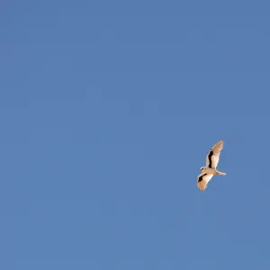 Schreibschwanzgeier, Elanus scriptus Schreibschwanzgeier, Elanus scriptus
