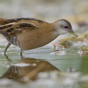 Little Crake Print, Adult Female Porzana parva, Campania Italy Little Crake Print, Adult Female Porzana parva, Campania Italy