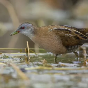 Little Crake Print: Adult Female Porzana parva in Campania, Italy Little Crake Print: Adult Female Porzana parva in Campania, Italy