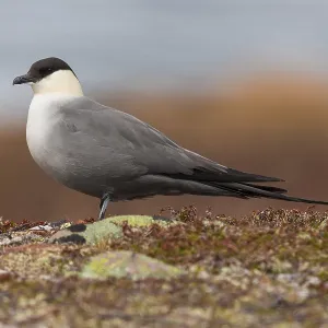 Long-tailed Jaeger Print - Adult Bird Standing on Ground Long-tailed Jaeger Print - Adult Bird Standing on Ground