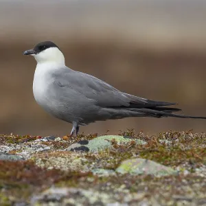 Long-tailed Jaeger Print - Adult Standing on Ground Long-tailed Jaeger Print - Adult Standing on Ground