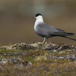 Long-tailed Jaeger Print: Adult Standing on Ground Long-tailed Jaeger Print: Adult Standing on Ground