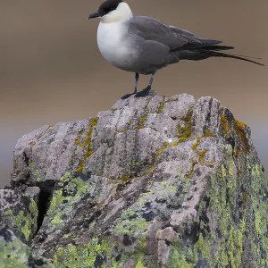 Long-tailed Jaeger Print: Adult Standing on Rock Long-tailed Jaeger Print: Adult Standing on Rock