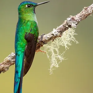 Long-tailed Sylph Bird Print from Peru