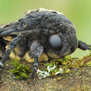 Makrobild eines Totenkopffalters. Makrobild eines Totenkopffalters.