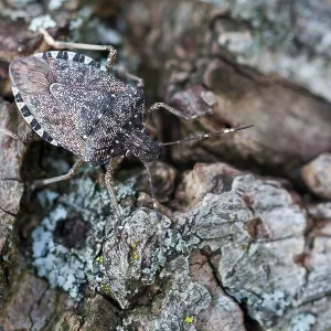Macro Print of Brown Marmorated Stink Bug Macro Print of Brown Marmorated Stink Bug