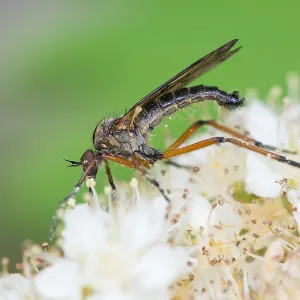 Macro Print of Empis opaca Insect in Baden-Württemberg, Germany