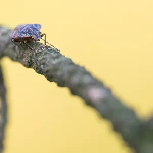 Dezember Drucke: 16 Dez 2019
